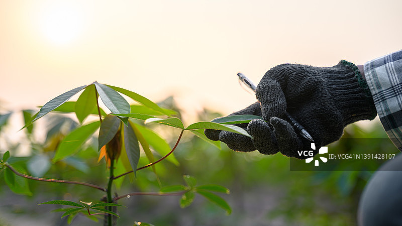农民在田间照料木薯。图片素材