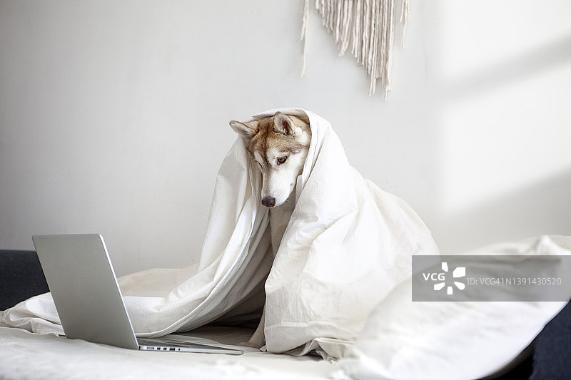 狗狗使用笔记本电脑图片素材