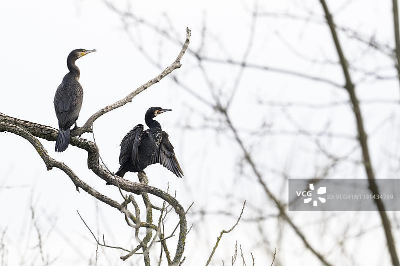 德国黑森州树枝上的两只普通鸬鹚图片素材