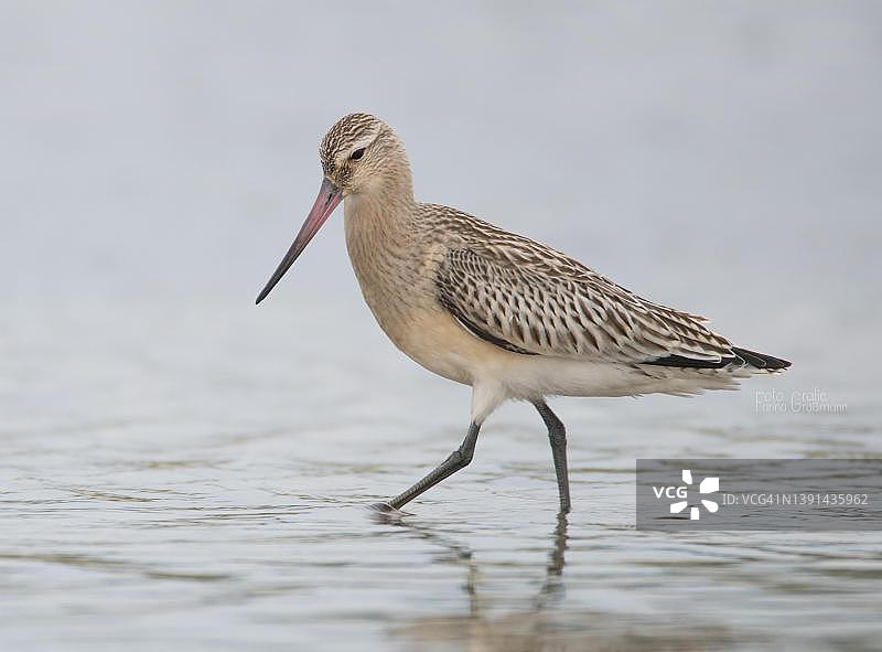 在波罗的海浅水中寻找食物的沙锥，德国前波莫瑞州泻湖国家公园图片素材