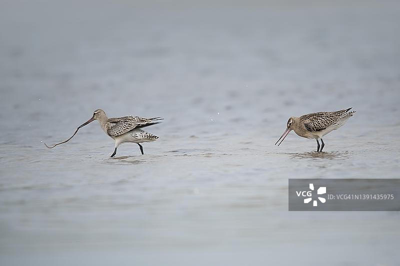 鹬鸟在德国福尔波门-博登landschaft国家公园争夺猎物图片素材
