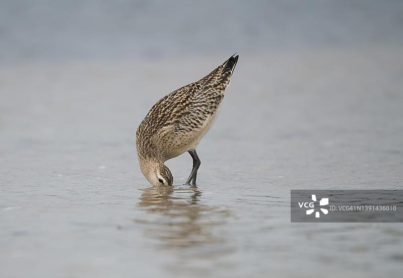在德国波罗的海寻找食物的丘鹬图片素材