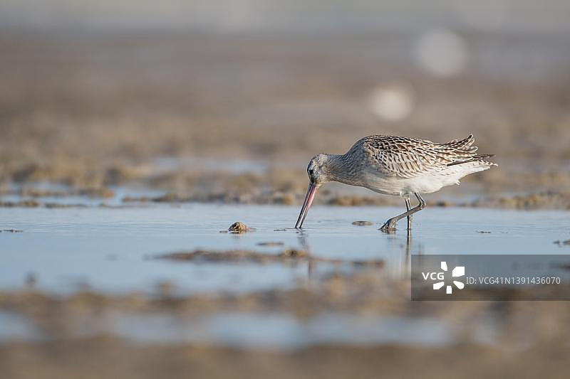 德国波罗的海海滩上觅食的斑尾塍鹬图片素材