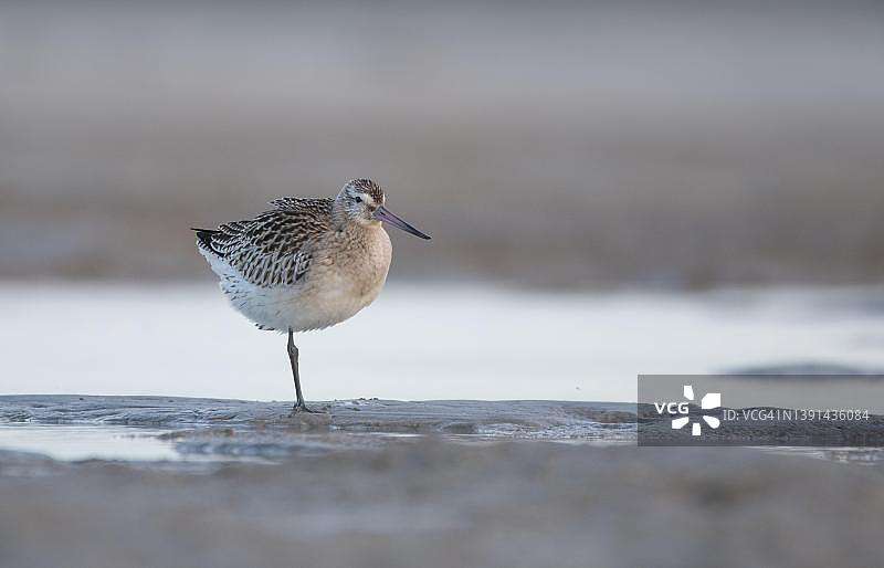 斑尾塍鹬，单腿站立在波罗的海海滩上，德国波罗的海海滨国家公园图片素材