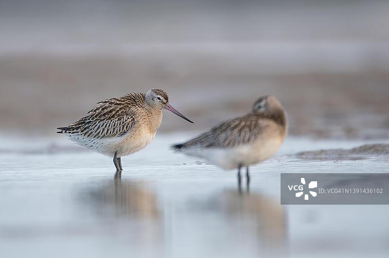斑尾塍鹬，两只栖息在德国波罗的海海滩上的动物，前波莫瑞州潟湖区国家公园图片素材