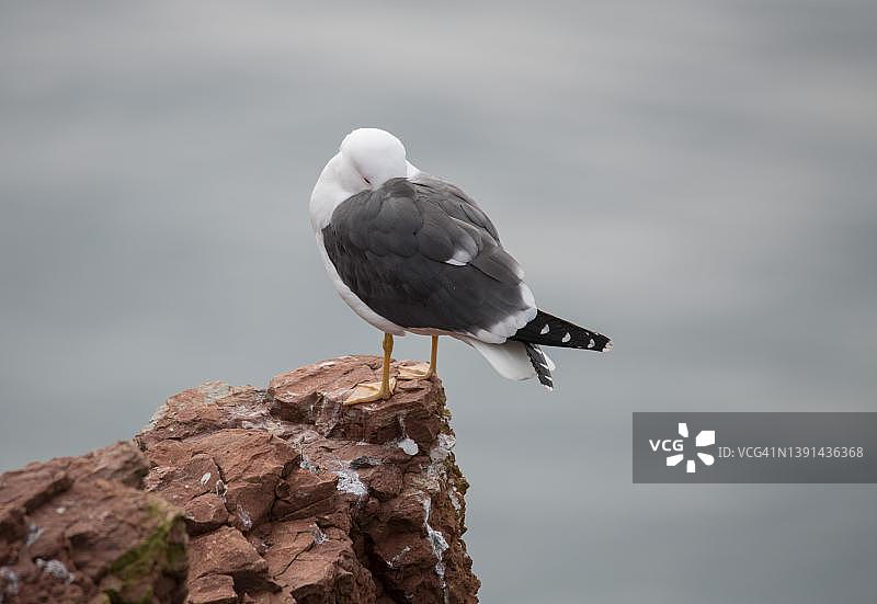 在德国黑尔戈兰岛岩石上睡觉的黑背鸥图片素材
