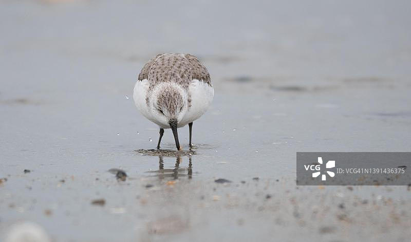 在德国石勒苏益格-荷尔斯泰因州黑尔戈兰岛海滩上成功觅食的三趾滨鹬，嘴里叼着猎物图片素材