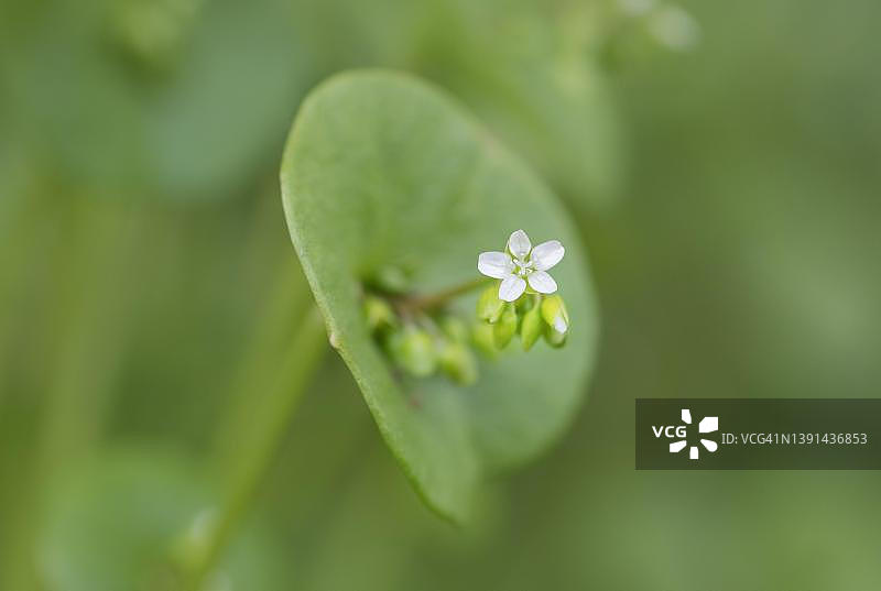 花园中生长的矿工生菜（Claytonia perfoliata），开花，特写，德国迪尔斯福特图片素材