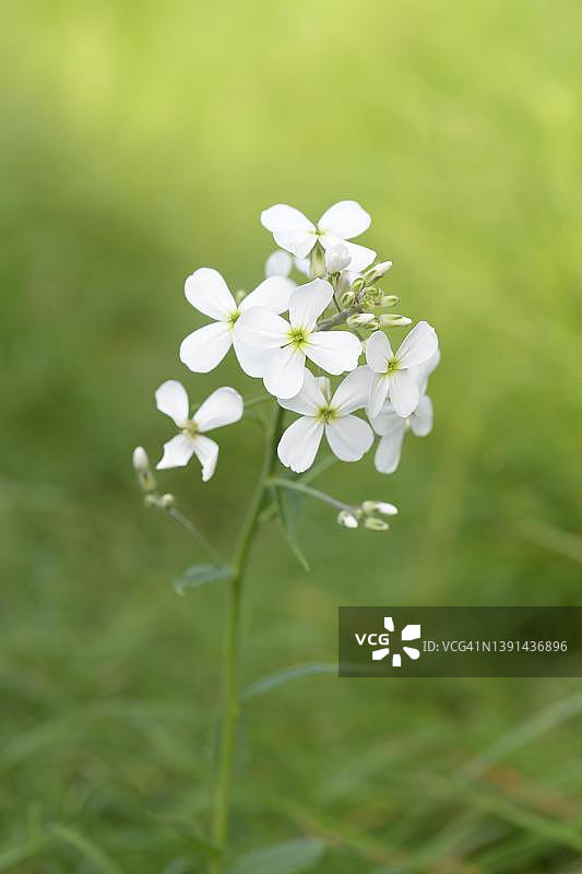 银扇草（Lunaria annua）银叶，在花园中生长和开花，费尔贝特，德国图片素材