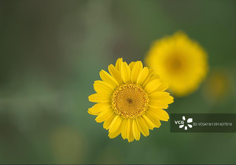 金色雏菊（染料春黄菊）：德国 Koenigshovener Hoehe 上方盛开的完美花朵图片素材