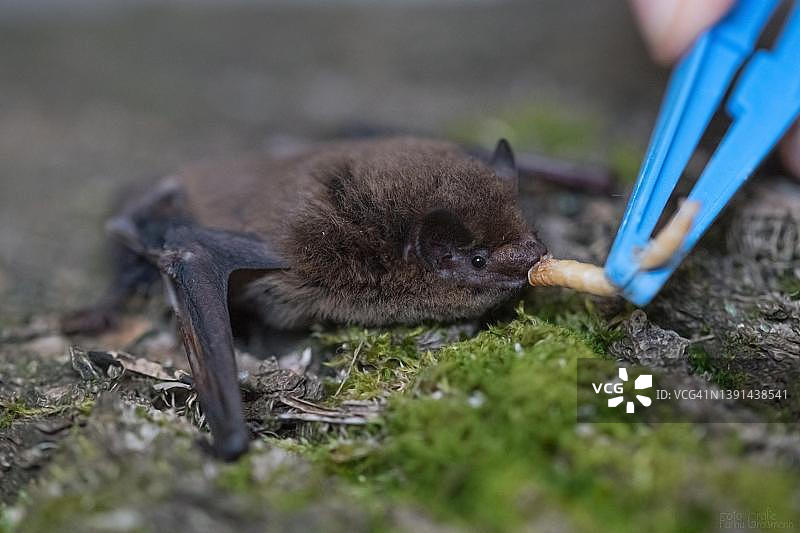 德国伍珀塔尔，普通飞禽(Pipistrellus Pipistrellus)，在受伤动物喂食站喂养图片素材