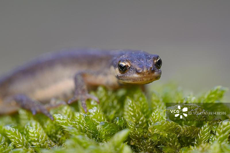 正在前往产卵地的普通蝾螈图片素材