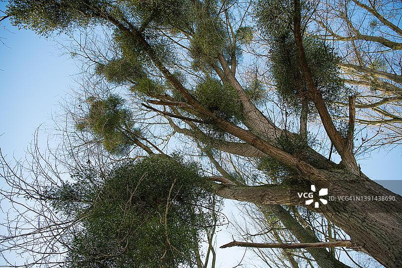 德国杜塞尔多夫槲寄生树图片素材