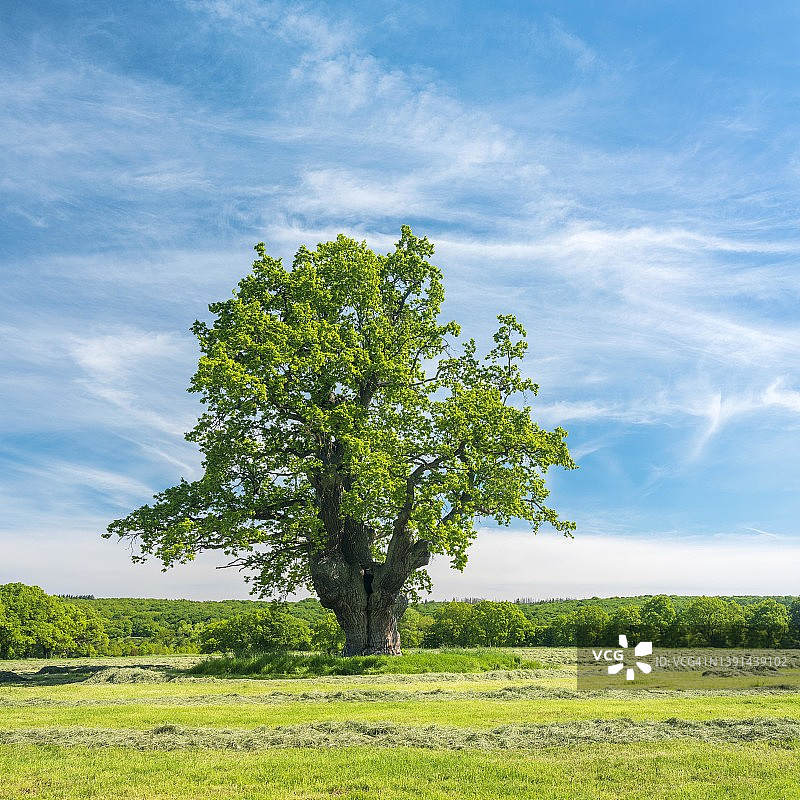 蓝天下干草收割时节的孤零零的英国老橡树图片素材