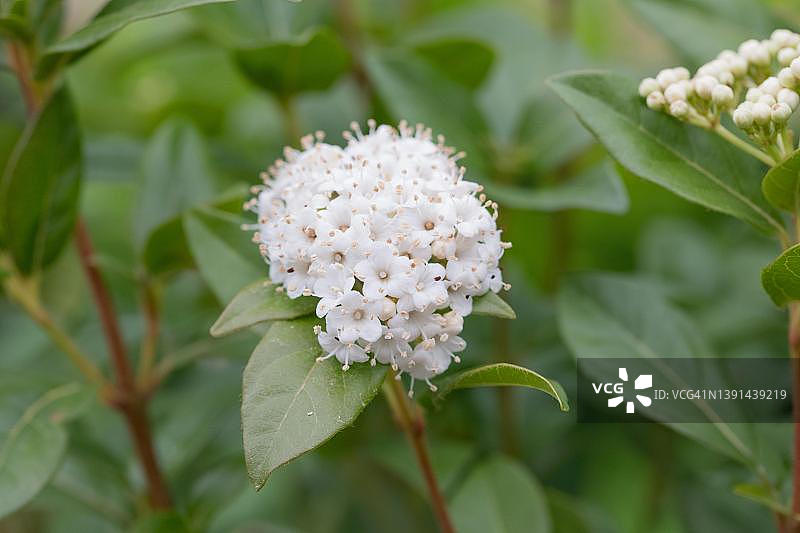 德国费尔贝特，园林中盛开的荚蒾观赏植物图片素材