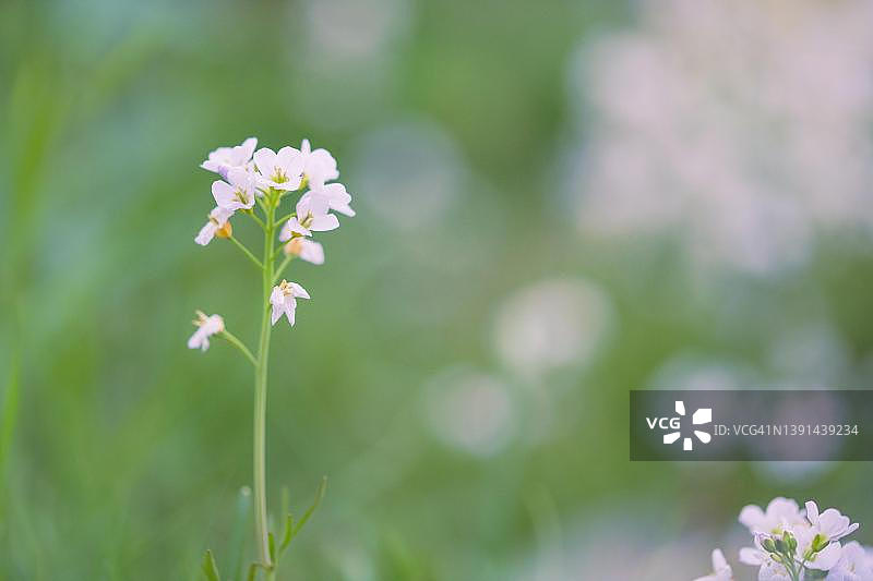 德国菲尔伯特草原上的 Cardamine pratensis图片素材