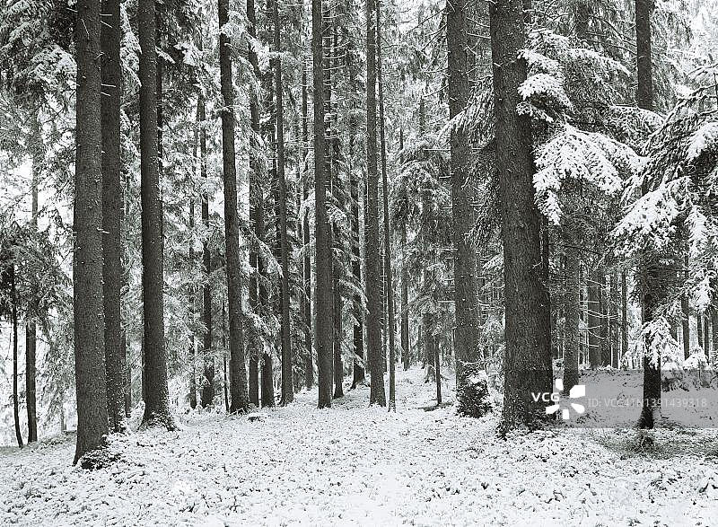 冬季森林中的雪树，奥地利上奥地利州蒙德塞兰德冬季景观图片素材