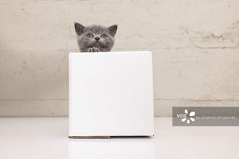 纸箱里的顽皮英国短毛猫图片素材