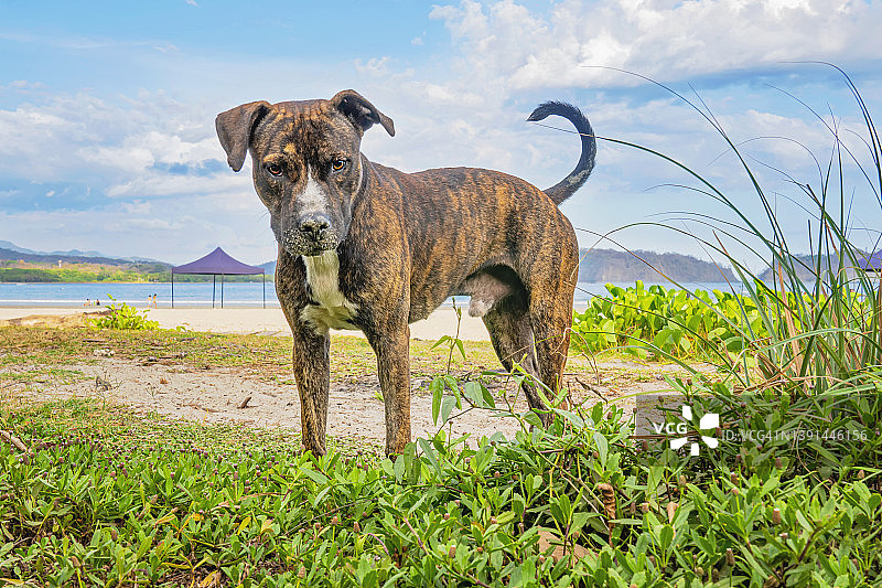哥斯达黎加海滩上的狗肖像图片素材