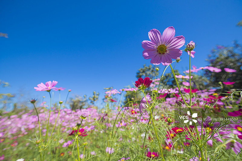 波斯菊背景图片素材