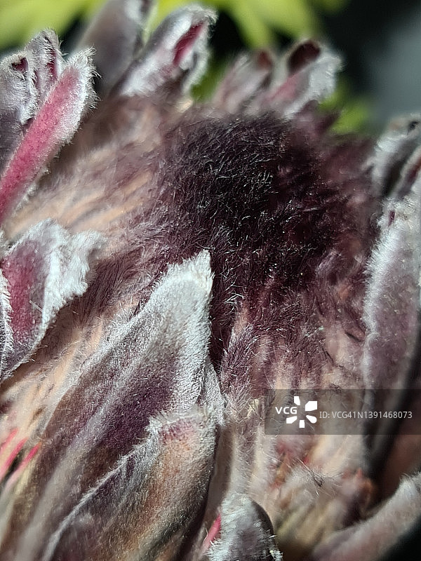 鲜花101图片素材