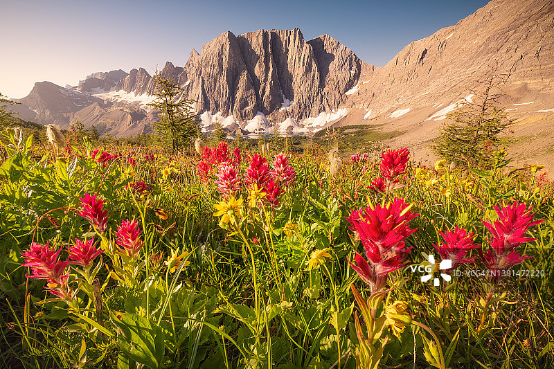 库特尼国家公园岩墙小径上的红色画笔野花图片素材