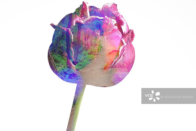 郁金香图片素材