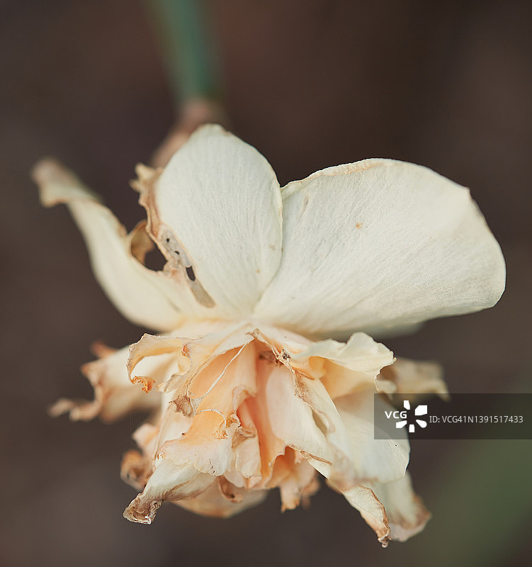 那喀索斯图片素材