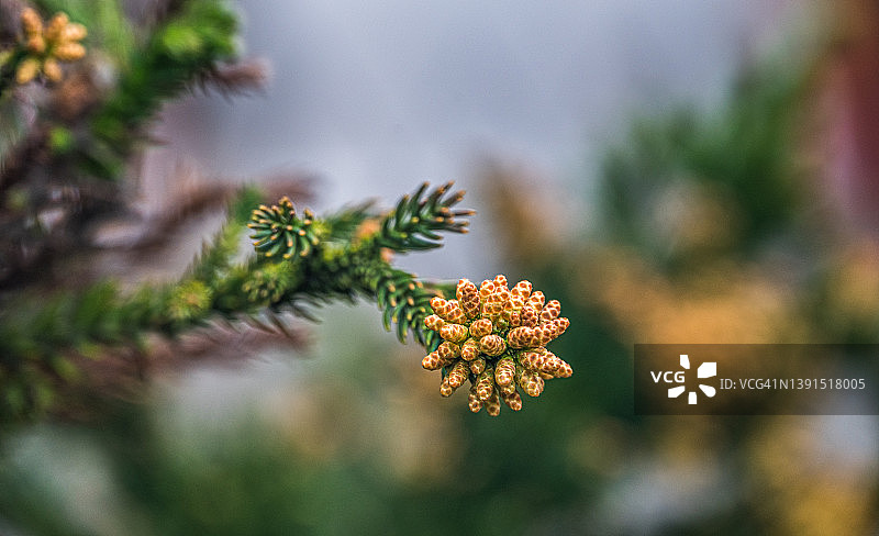 树梢的种子锥图片素材