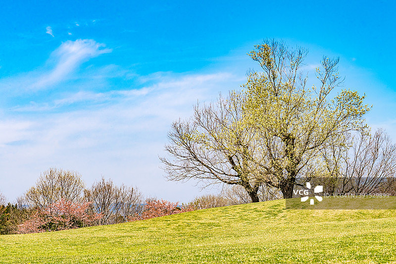 绿色山丘、蓝色天空和樱桃树图片素材