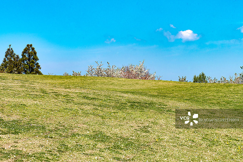 绿色山丘、蓝色天空和樱桃树图片素材