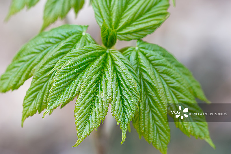 栗树春季嫩叶特写图片素材