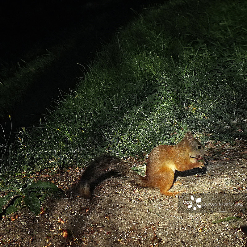 绿草地上的松鼠图片素材