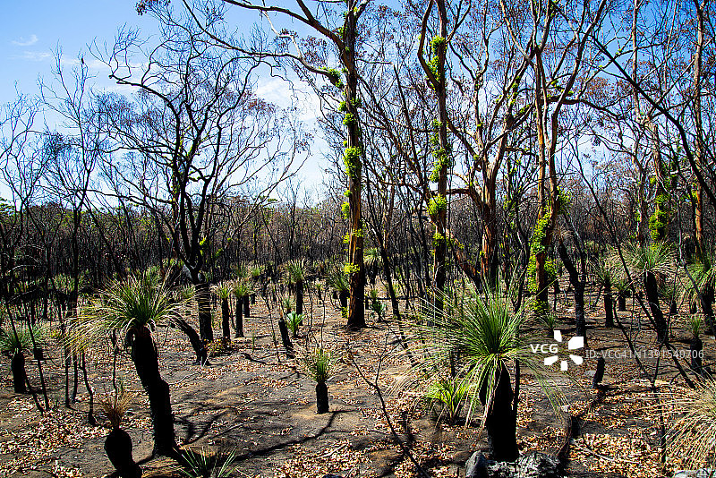 森林火灾后的植被恢复图片素材