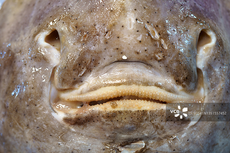 魟鱼面部图片素材