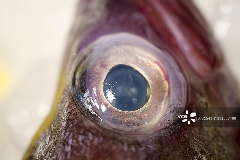 生态鱼的眼睛图片素材