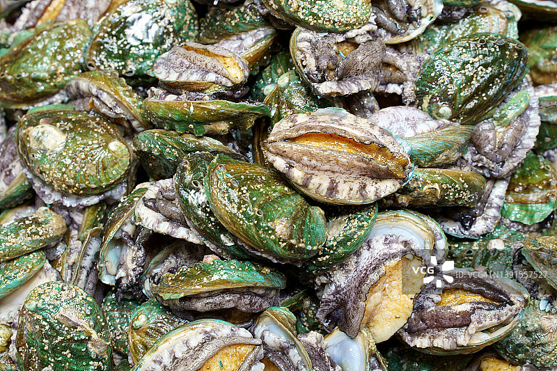 野生鲍鱼图片素材