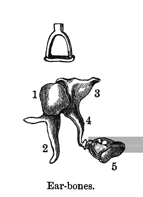 人耳骨骼古老雕刻插图图片素材
