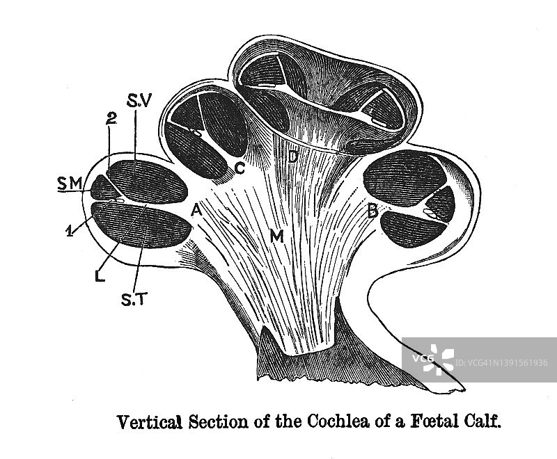 胎牛耳蜗垂直剖面古老雕刻插图图片素材