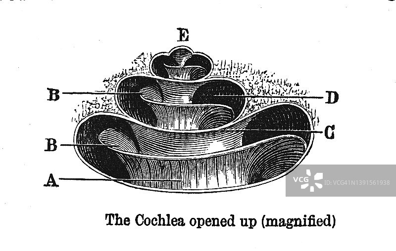 古老的人耳雕刻插图：耳蜗放大图图片素材