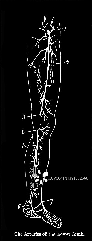 下肢动脉古老版画插图图片素材