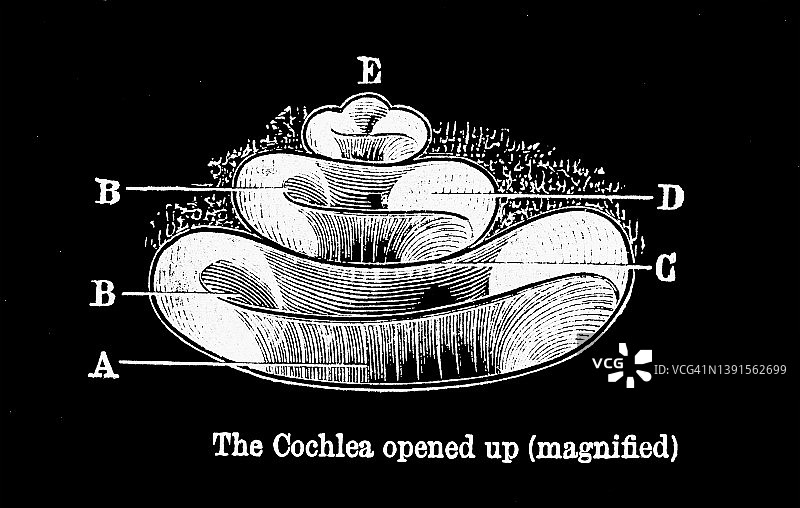 古老的人耳雕刻插图：耳蜗放大图图片素材