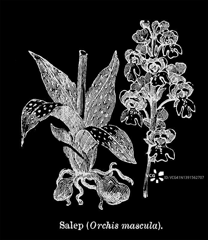 水生美人蕉、早紫兰、早春红门兰老式雕刻插图图片素材