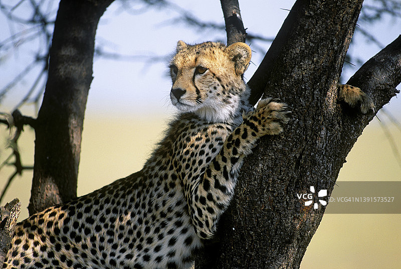 塞伦盖蒂树上的猎豹图片素材