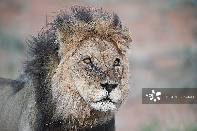 卡拉哈里沙漠的狮子图片素材
