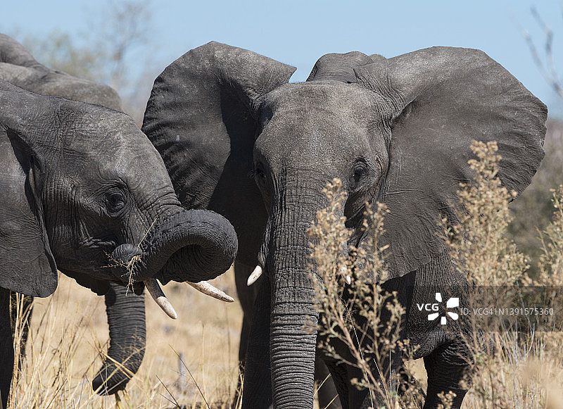 博茨瓦纳的小象群图片素材