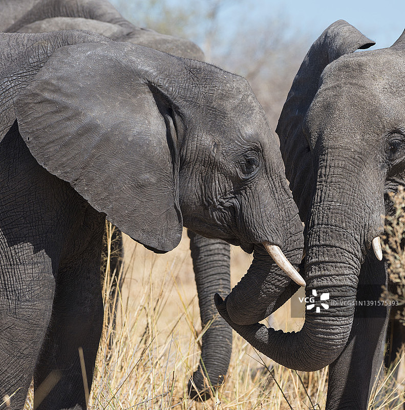 相遇和问候的小象，博茨瓦纳图片素材