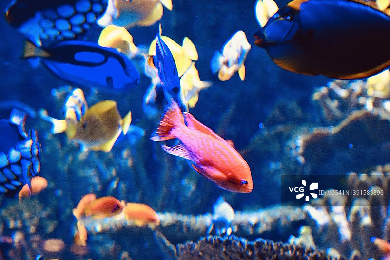 水族箱中彩色热带鱼的特写镜头图片素材