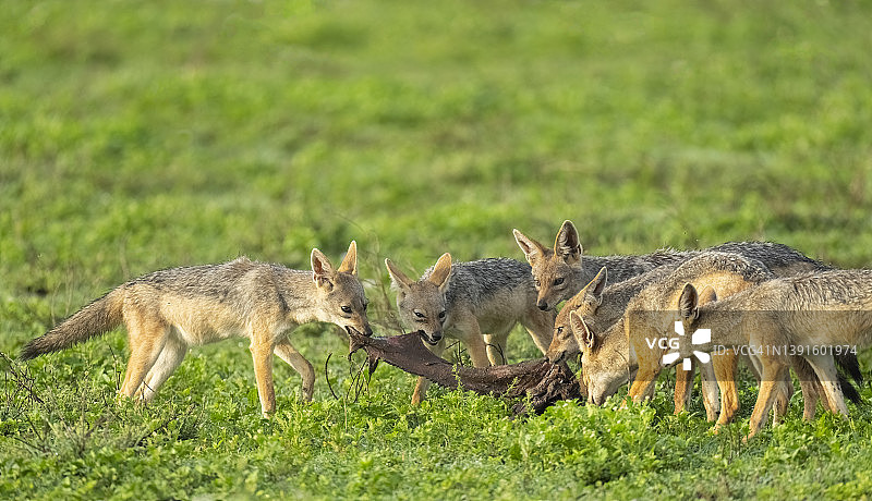 豺狼啃食角马皮图片素材