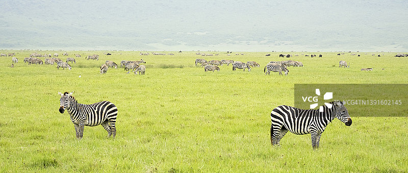 斑马群图片素材